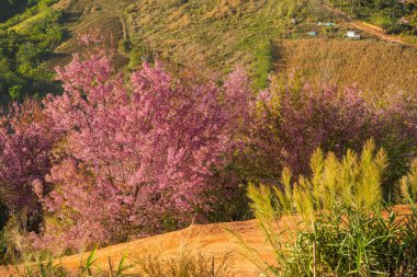 Cherry blossom at Phitsanulok province, Thailand.