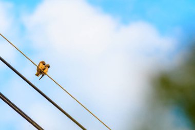 Bir tel üzerinde iki kuş