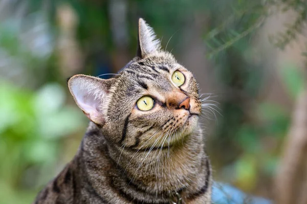 Tabby Kočka Dívá Kořist — Stock fotografie