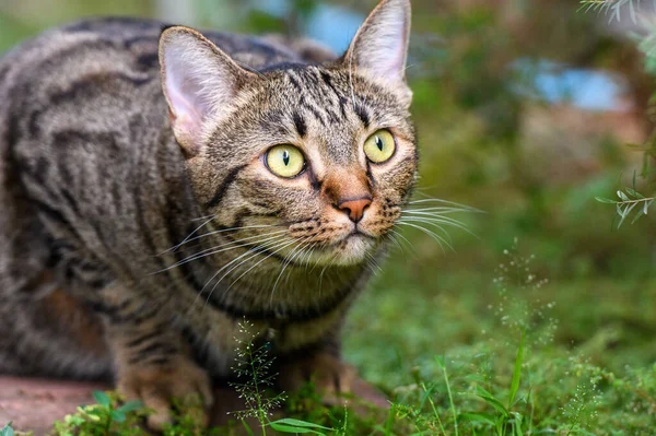 Tabby Cat Spójrz Ofiarę — Zdjęcie stockowe