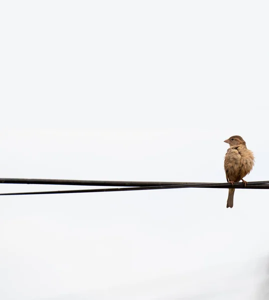 Een Vogel Een Draad — Stockfoto