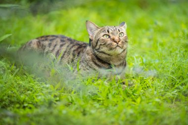 Heyecanlı tekir kedi çimlerin üzerinde yatıyor
