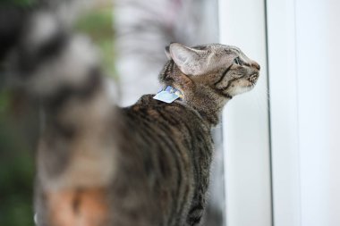 Tekir kedi bir şey kokluyor.