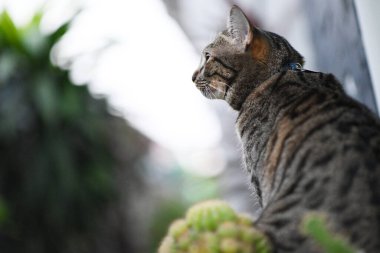 Tekir kedi bir şeye bakıyor..