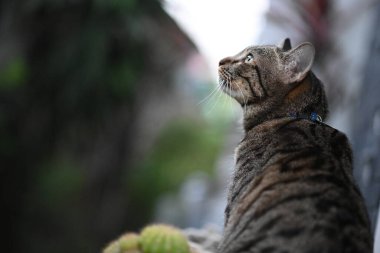 Tekir kedi bir şeye bakıyor..