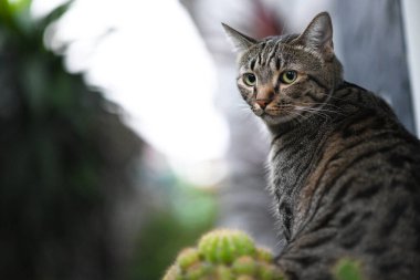 Tekir kedi bir şeye bakıyor..