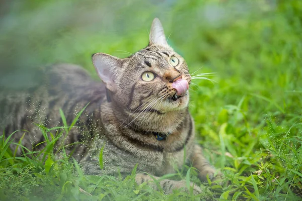 Emocionado Gato Tabby Deitado Grama — Fotografia de Stock