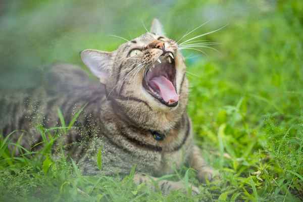 Podekscytowany Kot Leżący Trawie — Zdjęcie stockowe