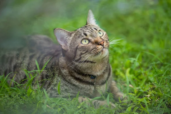Nadšený Tabby Kočka Ležící Trávě — Stock fotografie