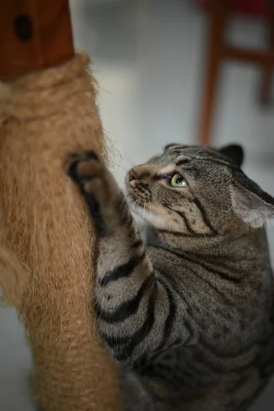 塔比猫正在用绳子削尖爪子 — 图库照片