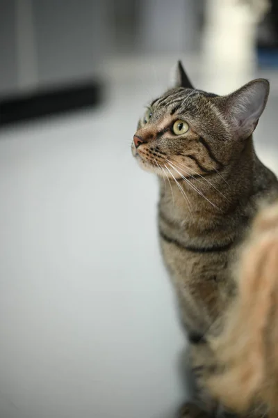 Tekir Kedi Bir Şeye Bakıyor — Stok fotoğraf