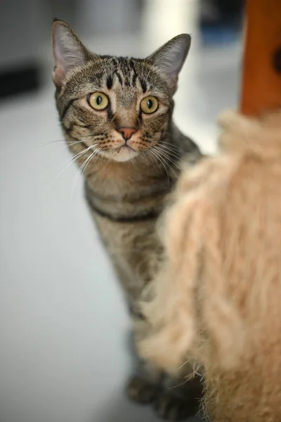 Τάμπι Γάτα Ψάχνει Κάτι — Φωτογραφία Αρχείου