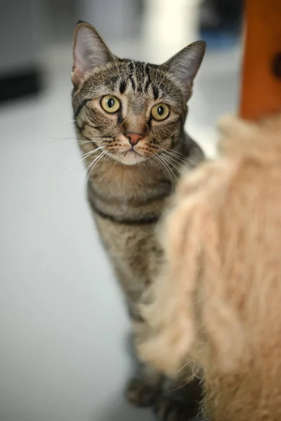 塔比猫在看什么东西 — 图库照片