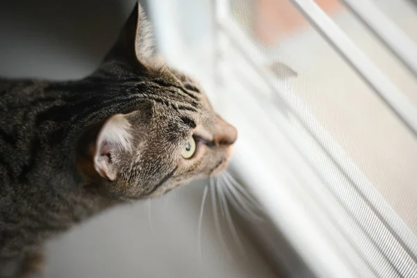Tabby Kočka Něco Dívá — Stock fotografie