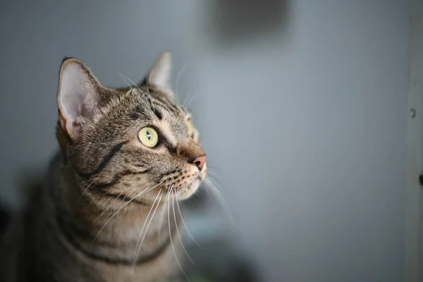 Tabby Katt Tittar Något — Stockfoto