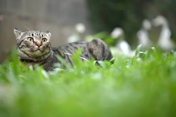 Chat Tabby Couché Sur Herbe — Photo
