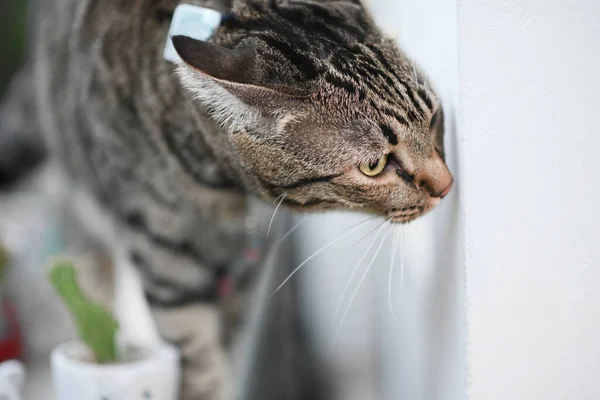 Tabby Kočka Čichá Něco Domů — Stock fotografie