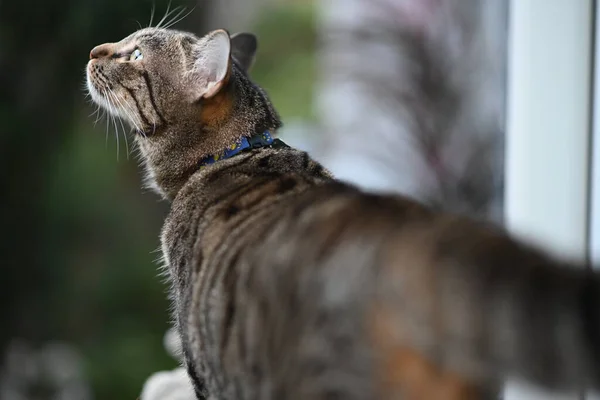 Tabby Kočka Čichání Něco Zeleného Pozadí — Stock fotografie