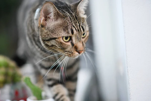 Tabby Cat Coś Patrzy — Zdjęcie stockowe