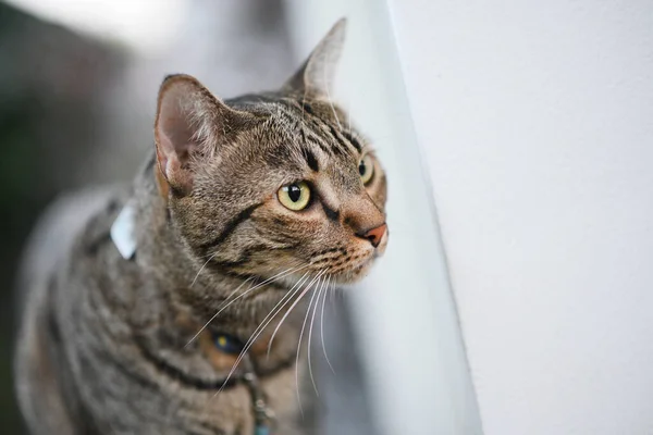 Tabby Gato Está Mirando Algo —  Fotos de Stock