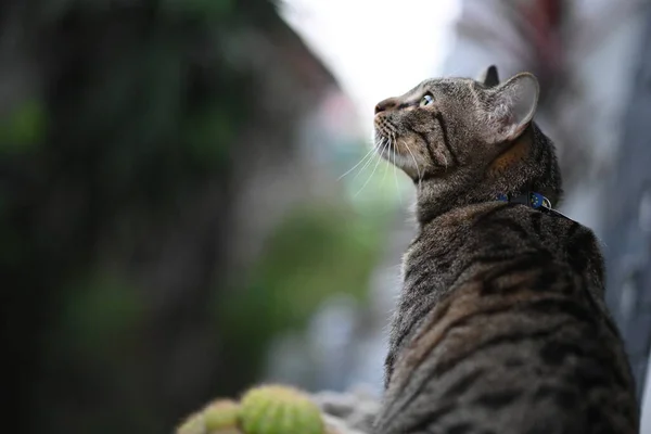 Tabby Gato Está Olhando Para Algo — Fotografia de Stock