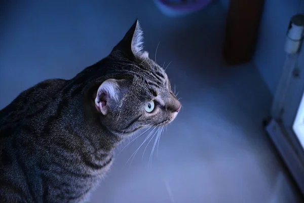 Кіт Таббі Дивиться Щось — стокове фото