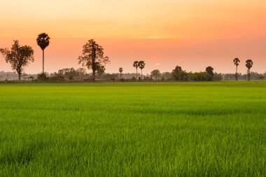 Gün batımlı pirinç tarlası, turuncu ışık