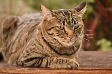 Tekir kedi bir şeye bakıyor.