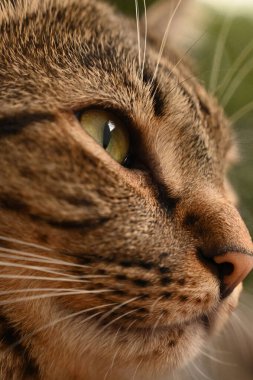 Tekir kedi bir şeye bakıyor.