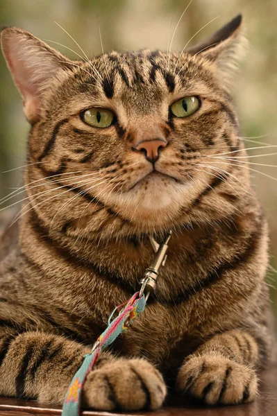 Tekir Kedi Bir Şeye Bakıyor — Stok fotoğraf