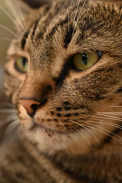 Tabby Cat Coś Patrzy — Zdjęcie stockowe