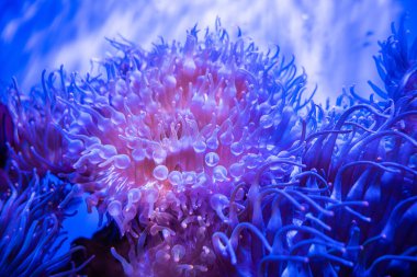 Mavi suda palyaço şakayığı, yakın görüş..