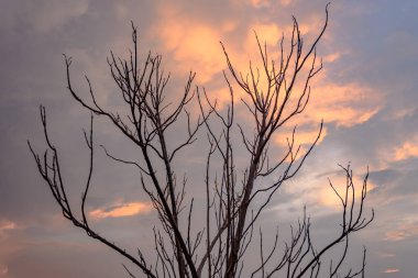 Güzel bulutlu ağaç gökyüzü arkaplanı