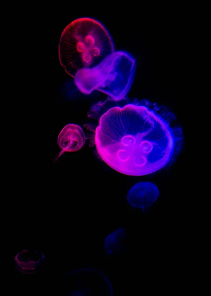 Meduzy Akwarium Małymi Meduzami — Zdjęcie stockowe