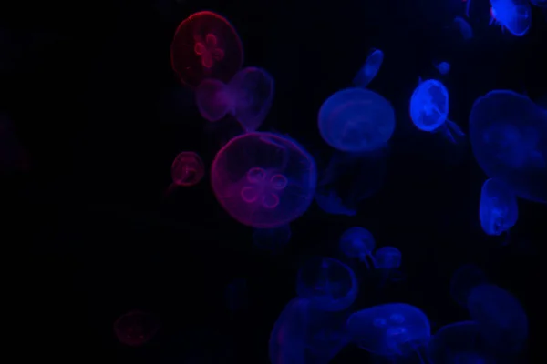 Meduzy Akwarium Małymi Meduzami — Zdjęcie stockowe
