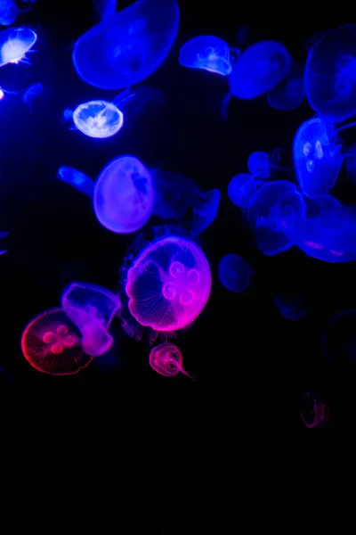 Medúzy Vodě Malé Medúzy Akvárium — Stock fotografie