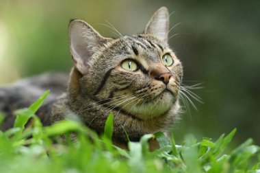 Kedi yandan bir şey görmüş..