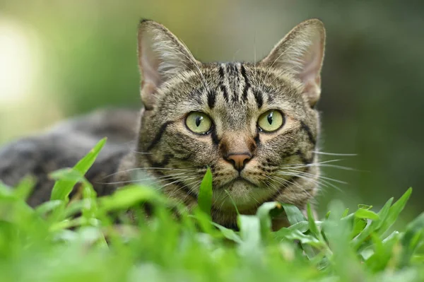Tabby Kot Kot Łzami — Zdjęcie stockowe