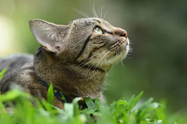 Кіт Щось Бачив Збоку — стокове фото