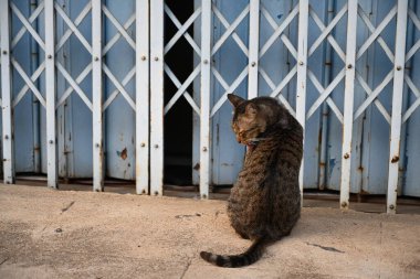 Tekir kedi oturuyor, uyuyor.