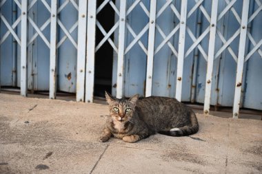 Tekir kedi oturuyor, uyuyor.