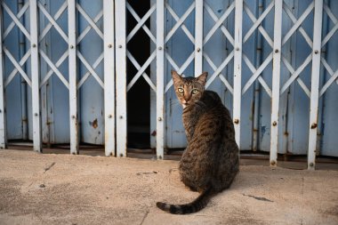 Tekir kedi oturuyor, uyuyor.