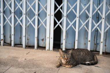 Tekir kedi oturuyor, uyuyor.