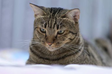 Tekir kedi yatakta rahatla.