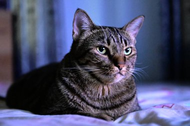 Tekir kedi yatakta rahatla.