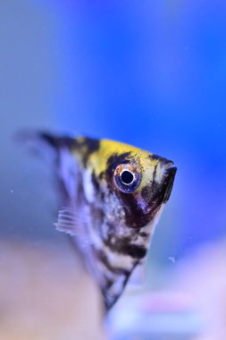 Renkli bir geçmişi olan akvaryumda yüzen disk balığını kapat.