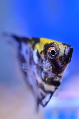 Renkli bir geçmişi olan akvaryumda yüzen disk balığını kapat.