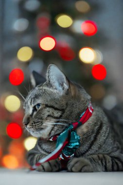 Kravat takan ve Noel süsleri takan sevimli tekir kedi.