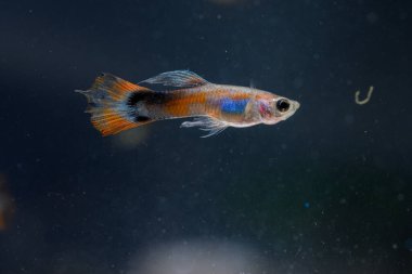 Akvaryumda bir balık, makro mercekle fotoğraflanmış..