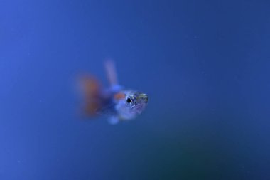 Akvaryumda bir balık, makro mercekle fotoğraflanmış..